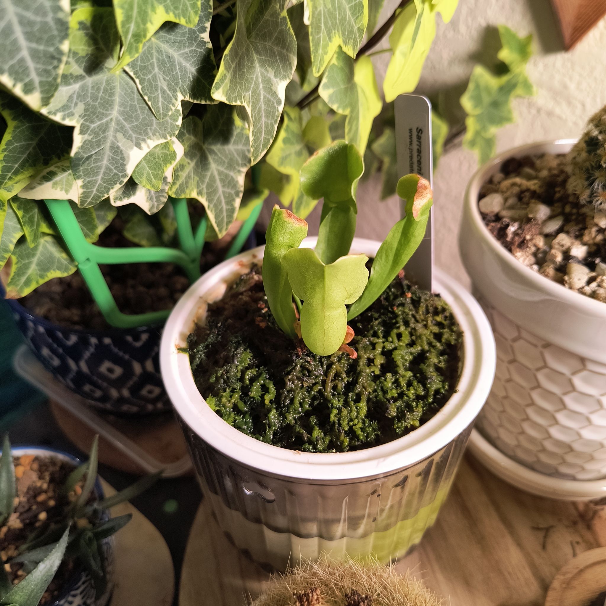 Photo of the plant species Southern Purple Pitcher Plant by @TranquilSquash named Demi Pitcher on Greg, the plant care app