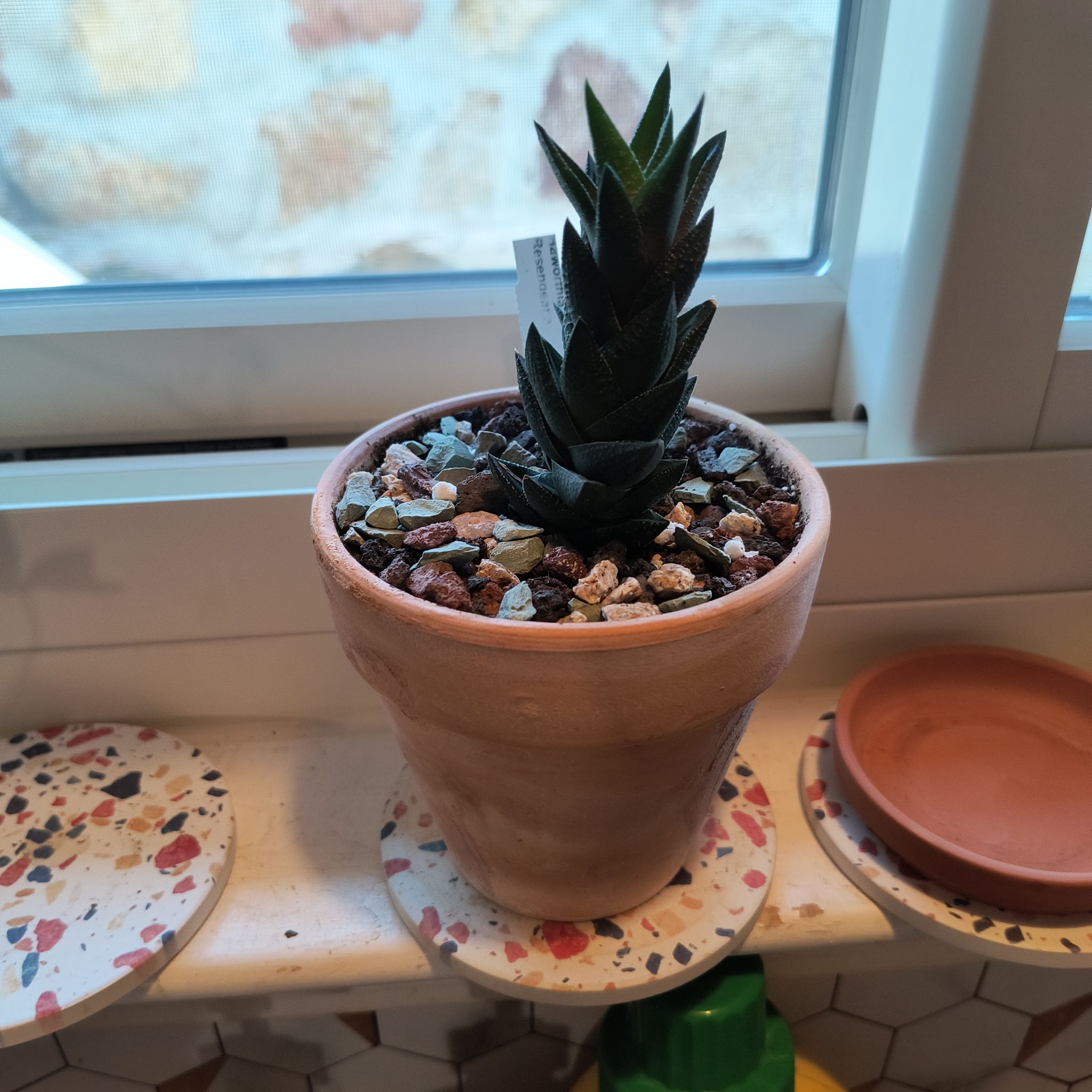 Photo of the plant species Haworthia resendeana by @TranquilSquash named Anne Resendeana on Greg, the plant care app
