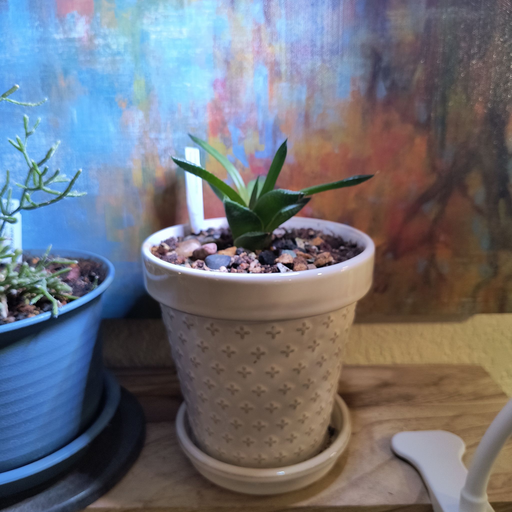 Photo of the plant species Gasterhaworthia by @TranquilSquash named Hippo Gasterhworthia on Greg, the plant care app