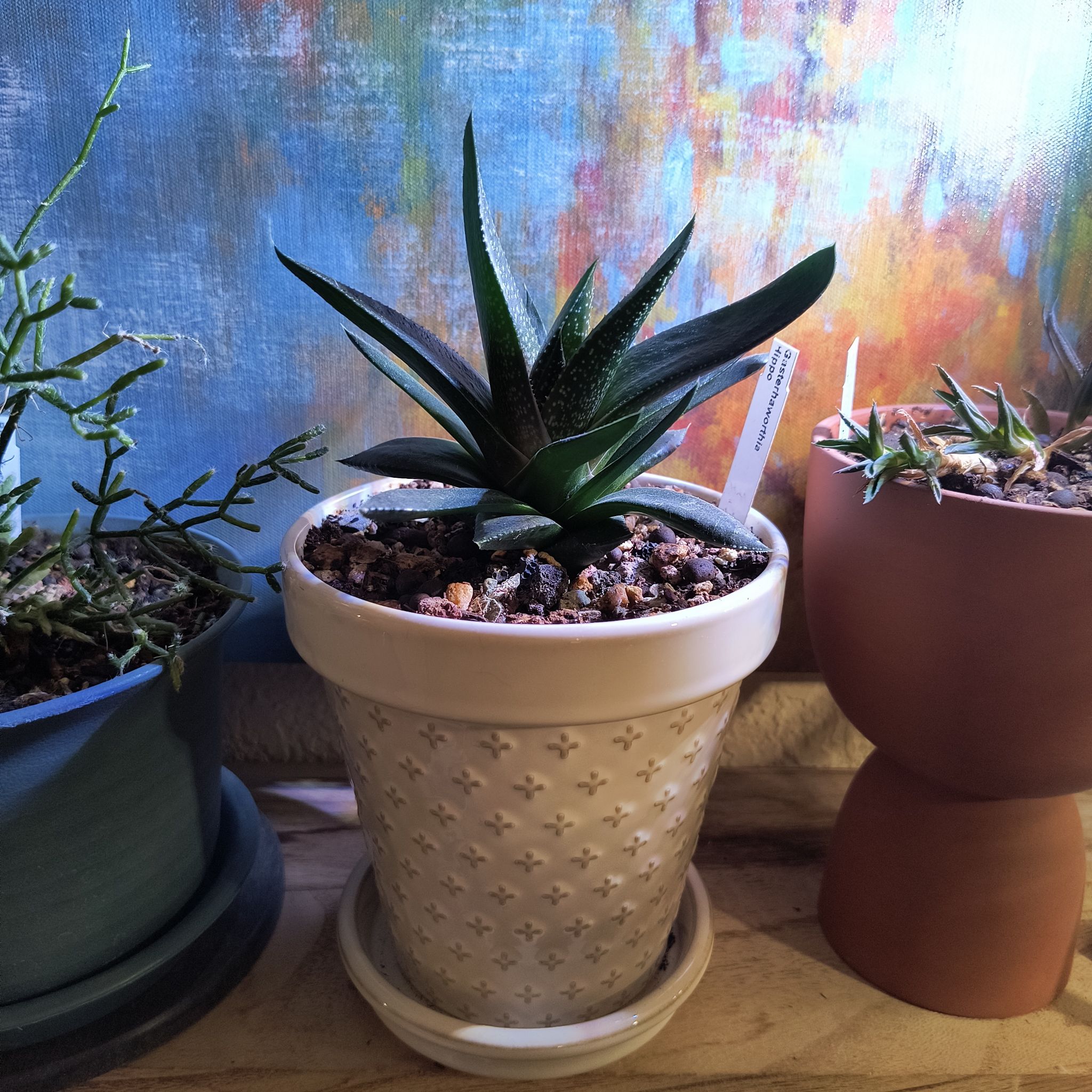 Photo of the plant species Gasterhaworthia by @TranquilSquash named Hippo Gasterhworthia on Greg, the plant care app