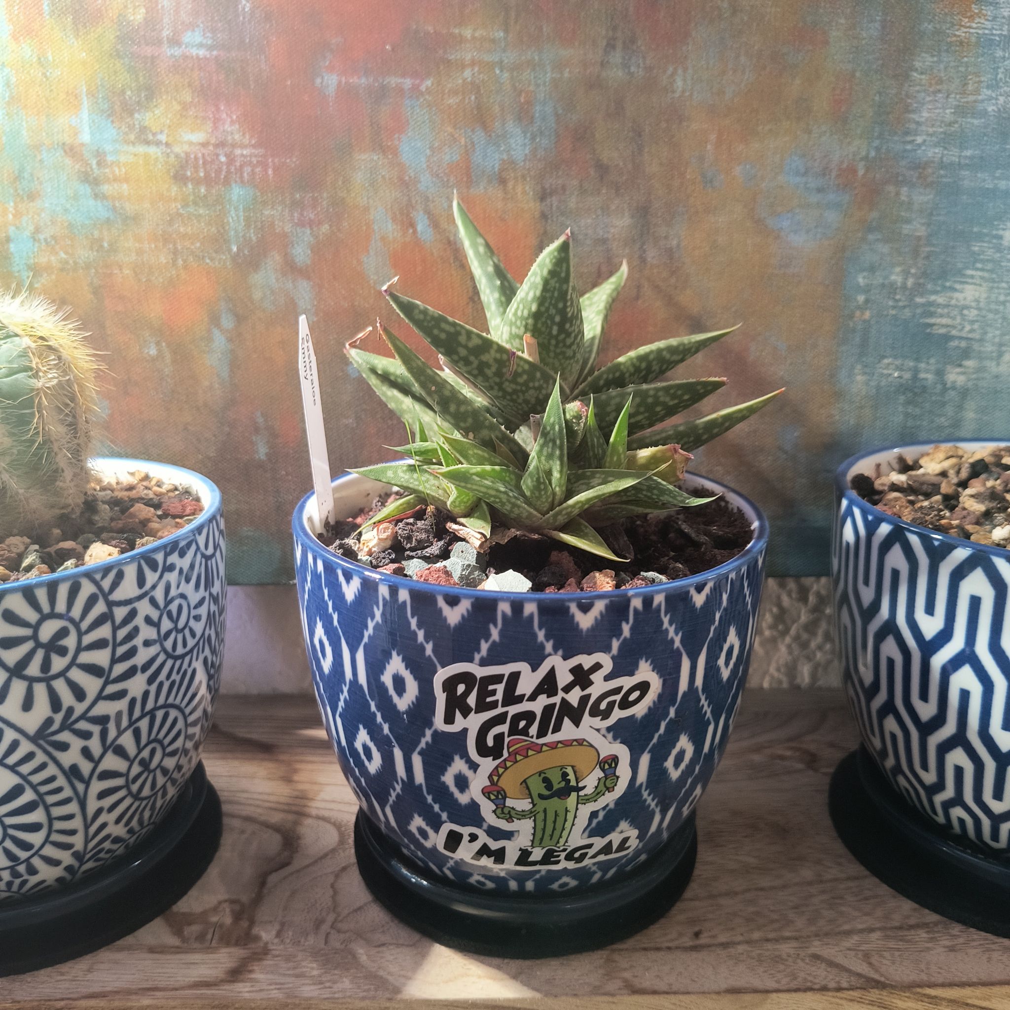 Photo of the plant species Gasteraloe Emmy by @TranquilSquash named Emmy Gasteraloe on Greg, the plant care app