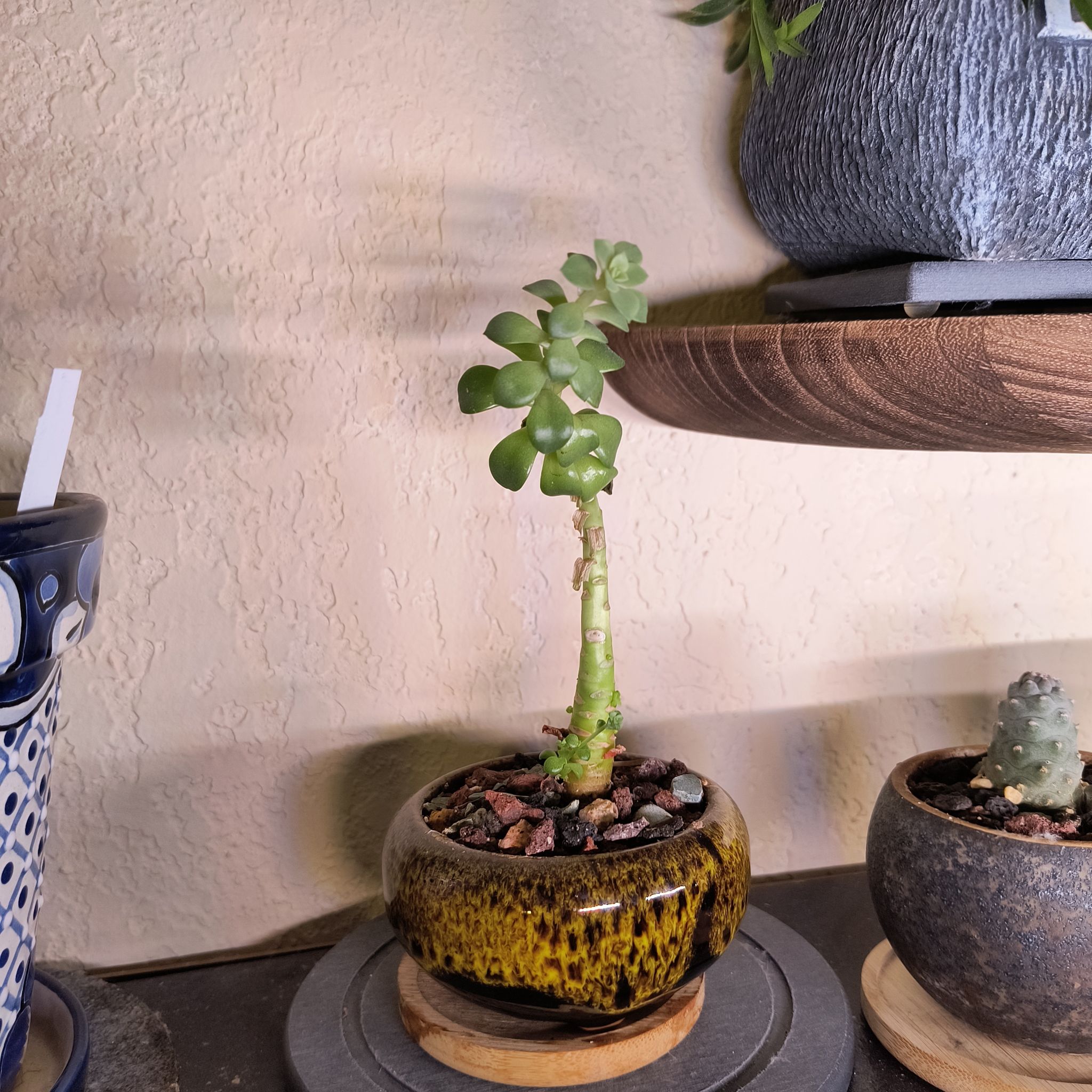 Photo of the plant species Aeonium 'Blushing Beauty' by @TranquilSquash named Drake Aeonium on Greg, the plant care app