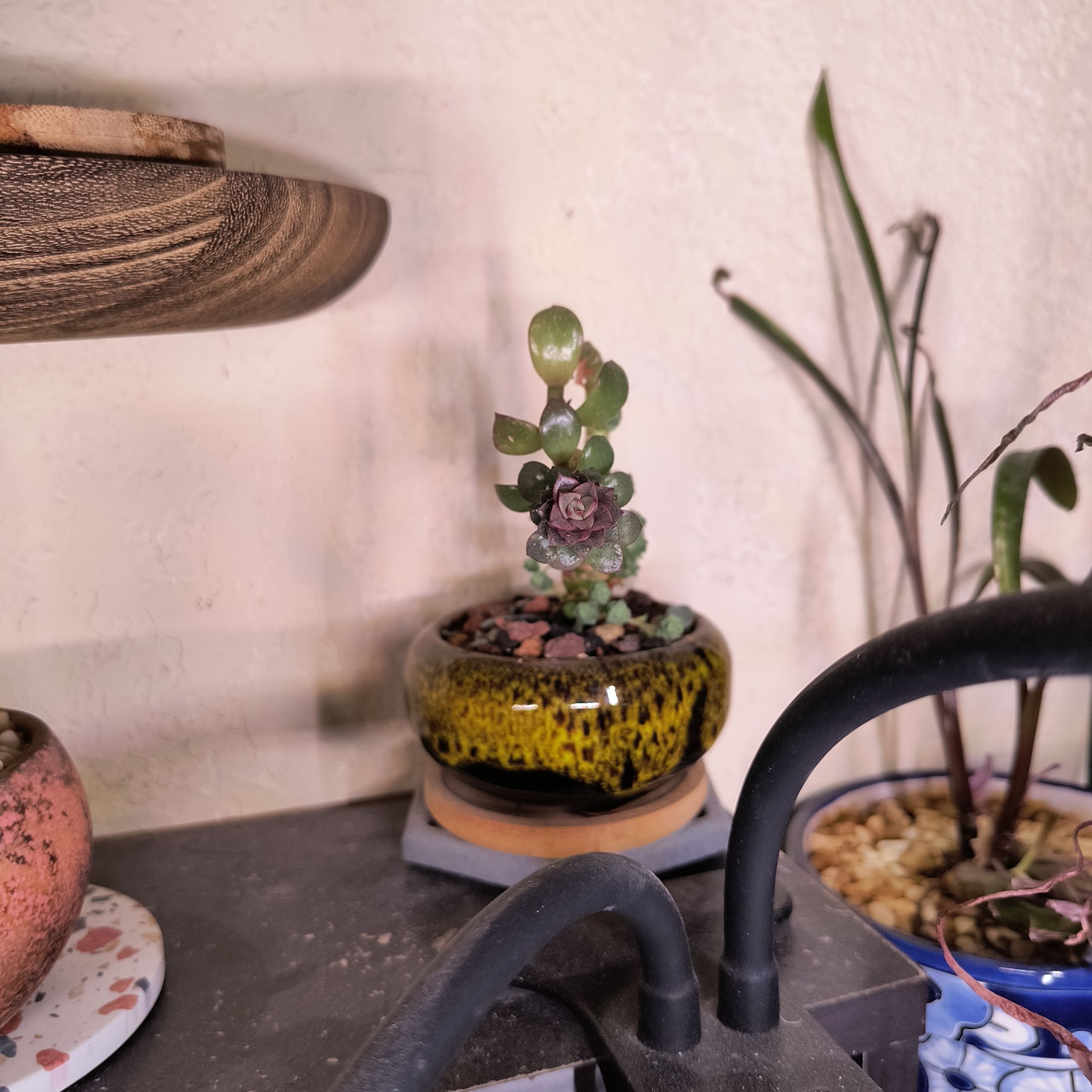 Photo of the plant species Aeonium 'Blushing Beauty' by @TranquilSquash named Drake Aeonium on Greg, the plant care app