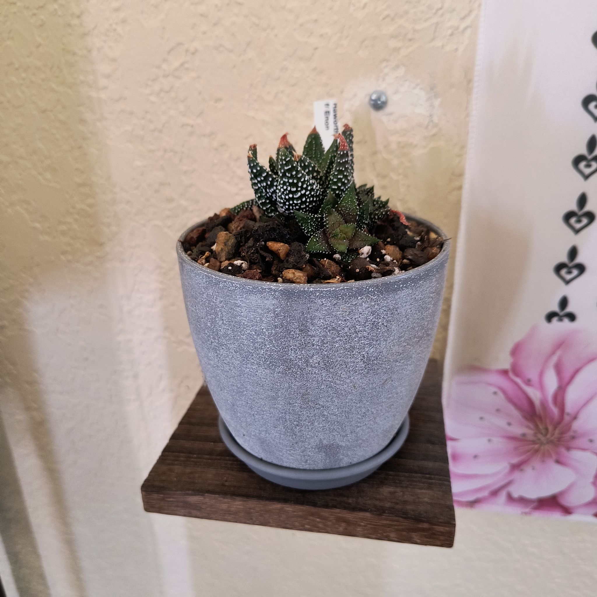 Photo of the plant species Haworthia attenuata 'Variegata' by @TranquilSquash named Rainier Attenuata Enon on Greg, the plant care app