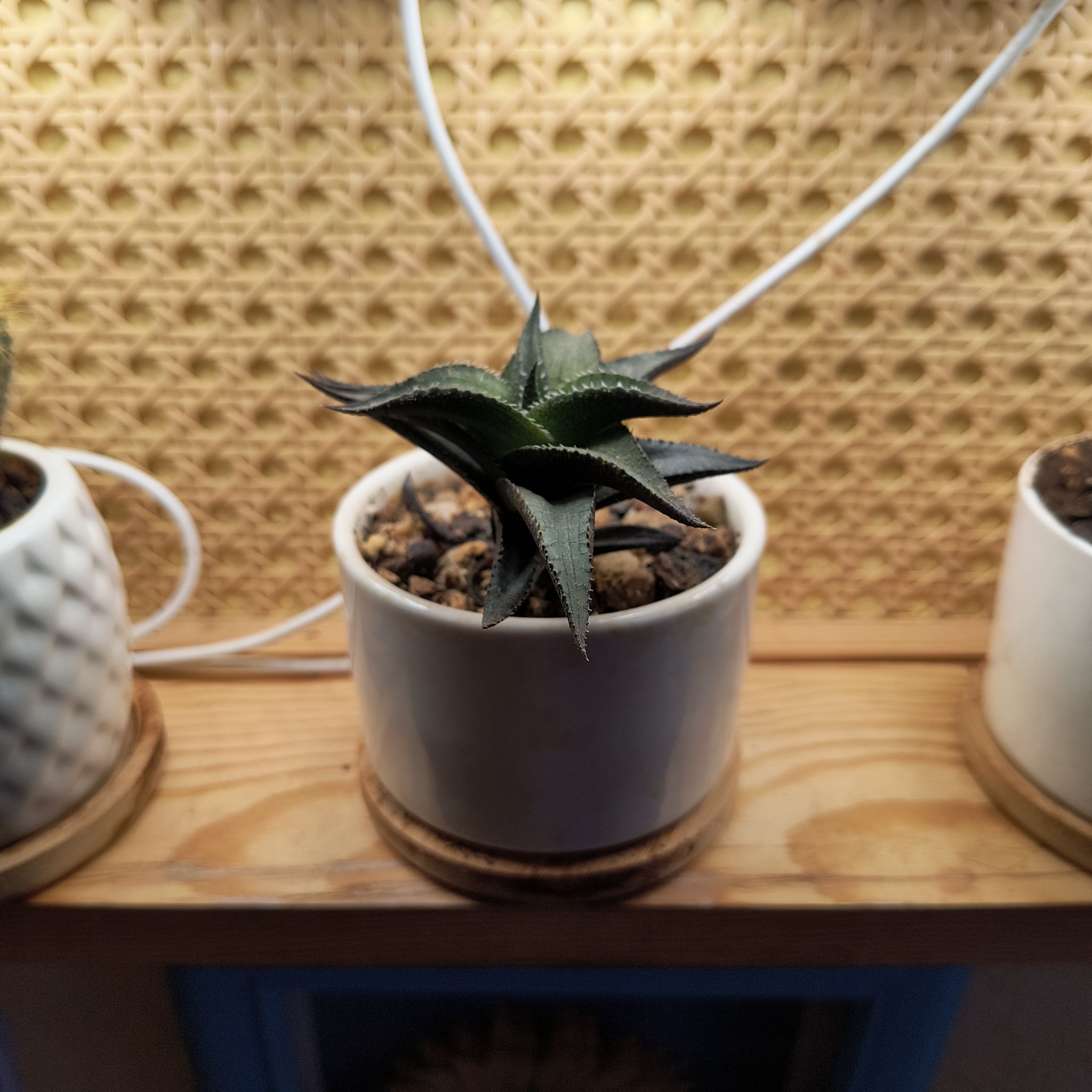 Photo of the plant species Haworthia venosa by @TranquilSquash named Mando Haworthia on Greg, the plant care app
