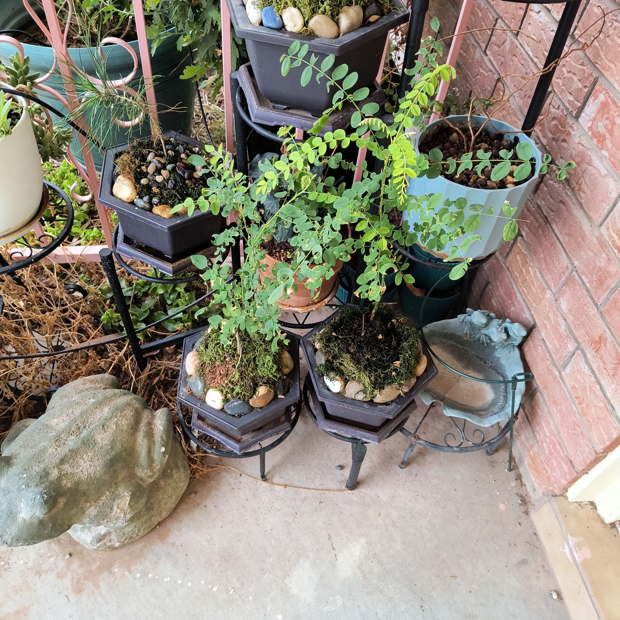 Photo of the plant species Sophora Japonica by @TranquilSquash named Pagoda Bonsai on Greg, the plant care app