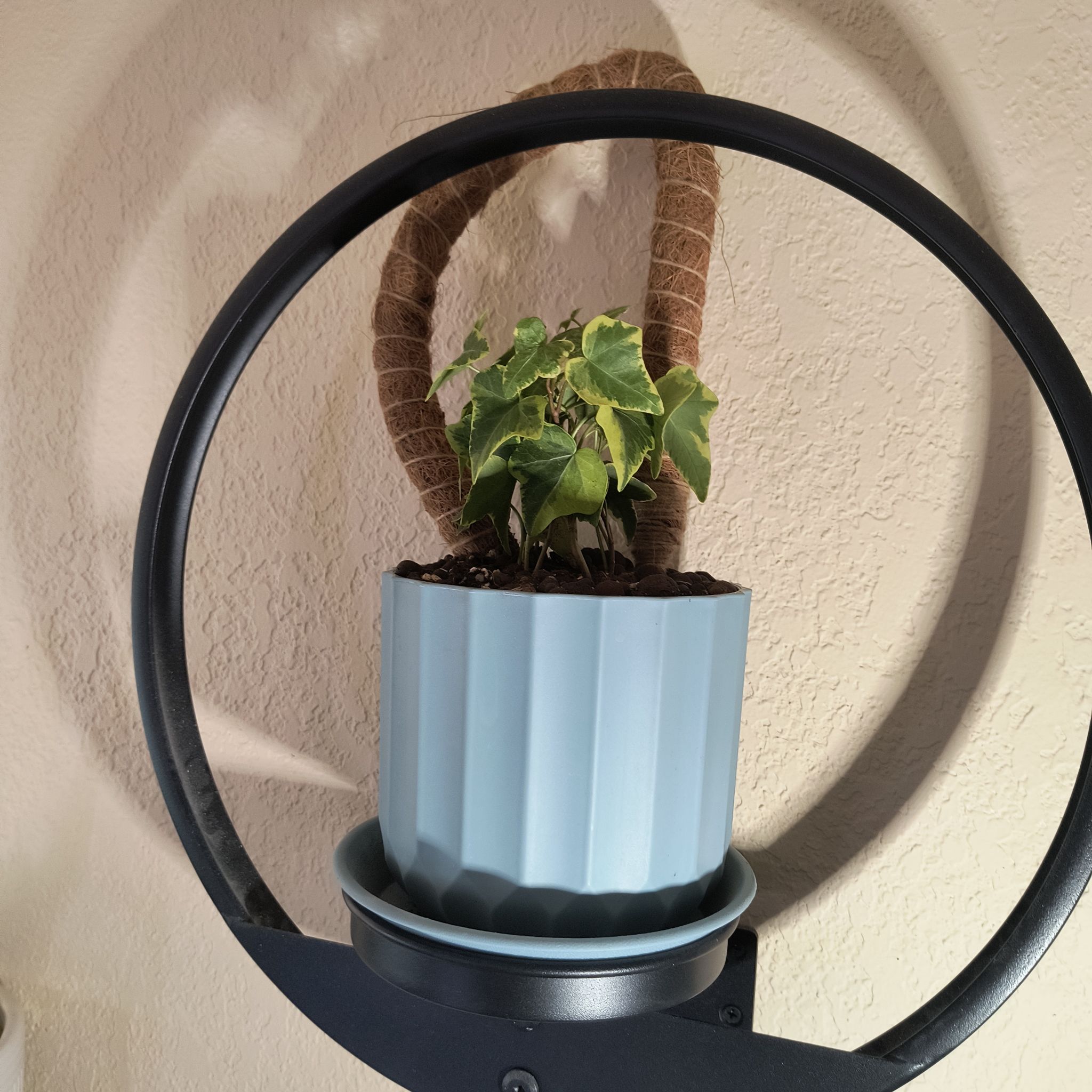 Photo of the plant species English Ivy 'Goldchild' by @TranquilSquash named Evie English Gold Child on Greg, the plant care app