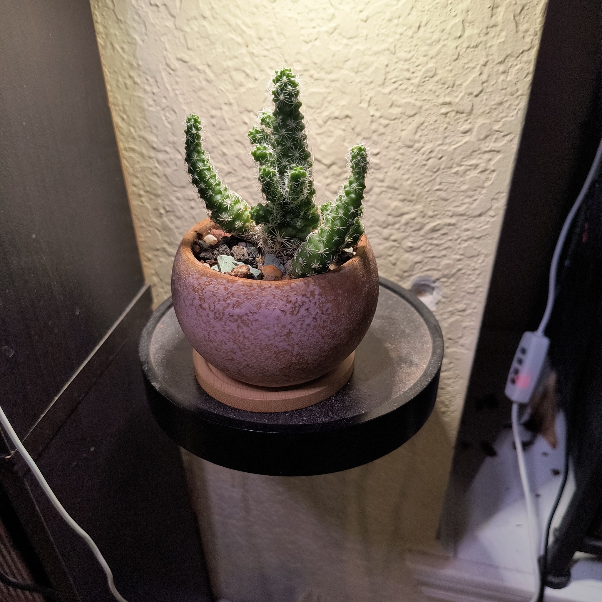 Photo of the plant species Thimble Cactus by @TranquilSquash named Lola Thimble on Greg, the plant care app