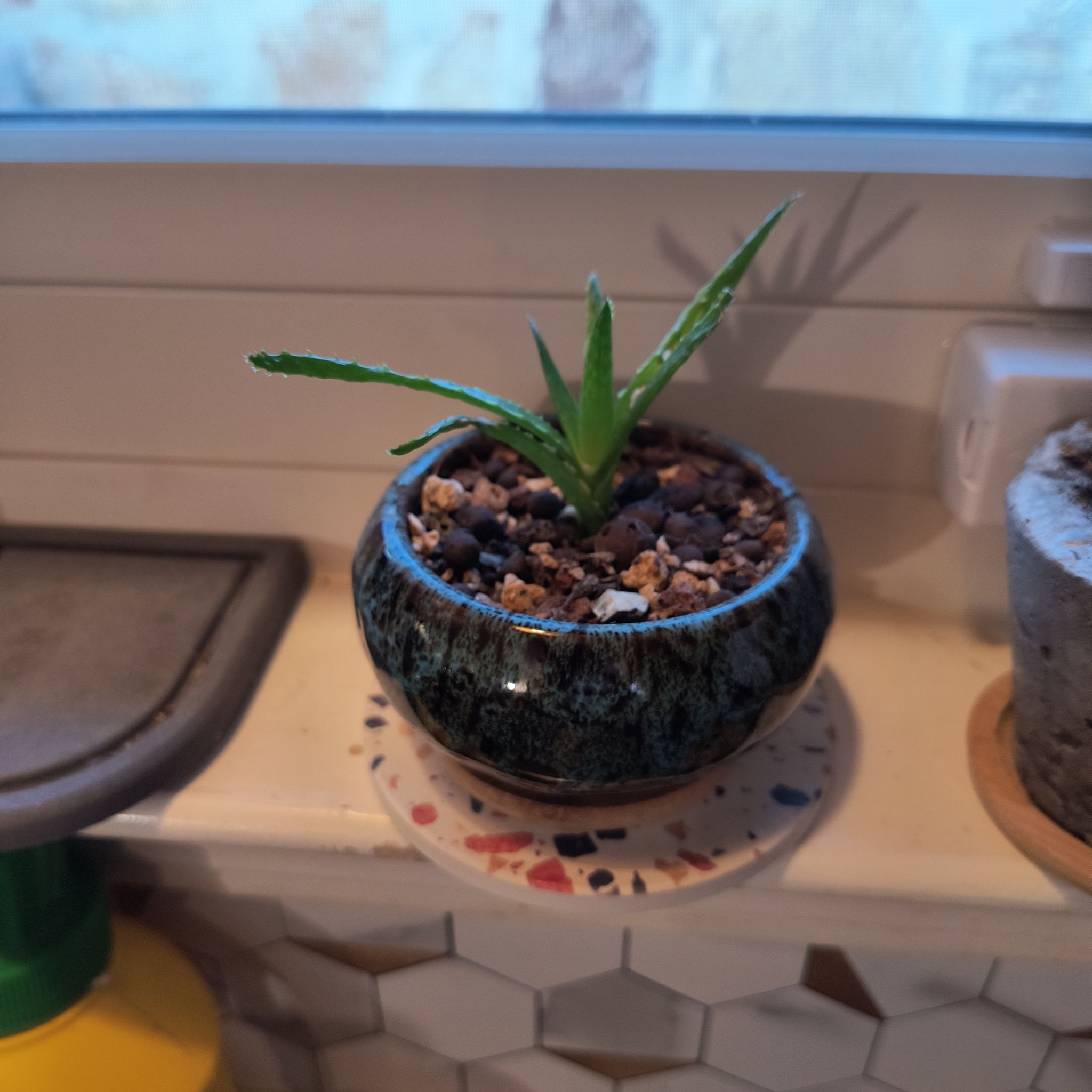 Photo of the plant species Aloe 'Purple Haze' by @TranquilSquash named Morgan Purple Haze Cutting on Greg, the plant care app