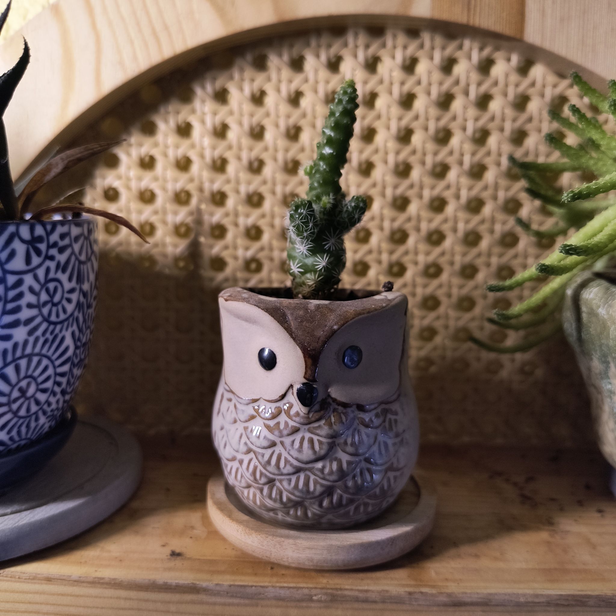 Photo of the plant species Thimble Cactus by @TranquilSquash named Kesha Thimble Twins on Greg, the plant care app