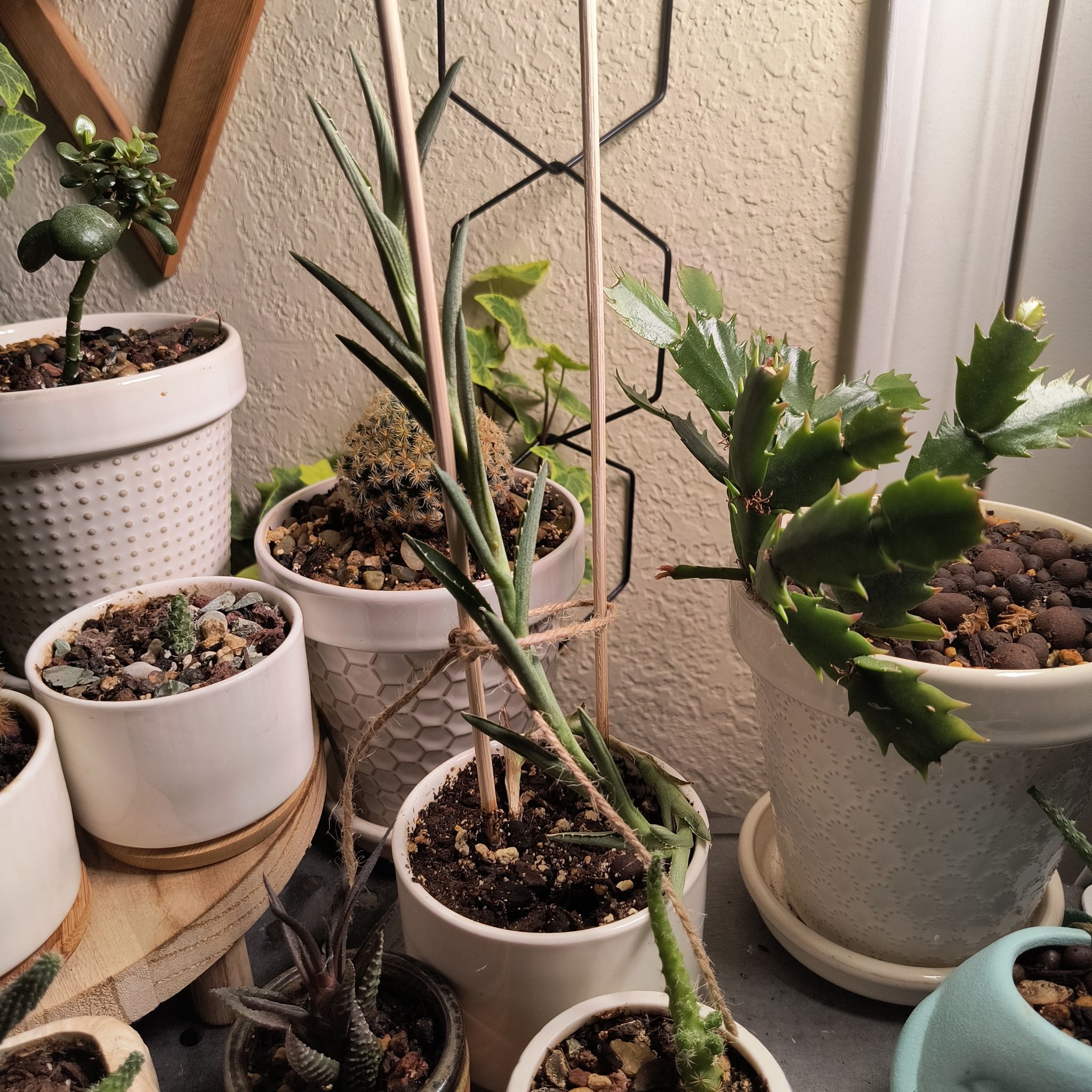 Photo of the plant species Agave lophantha by @TranquilSquash named Taylor Agave Iophantha Seedling on Greg, the plant care app