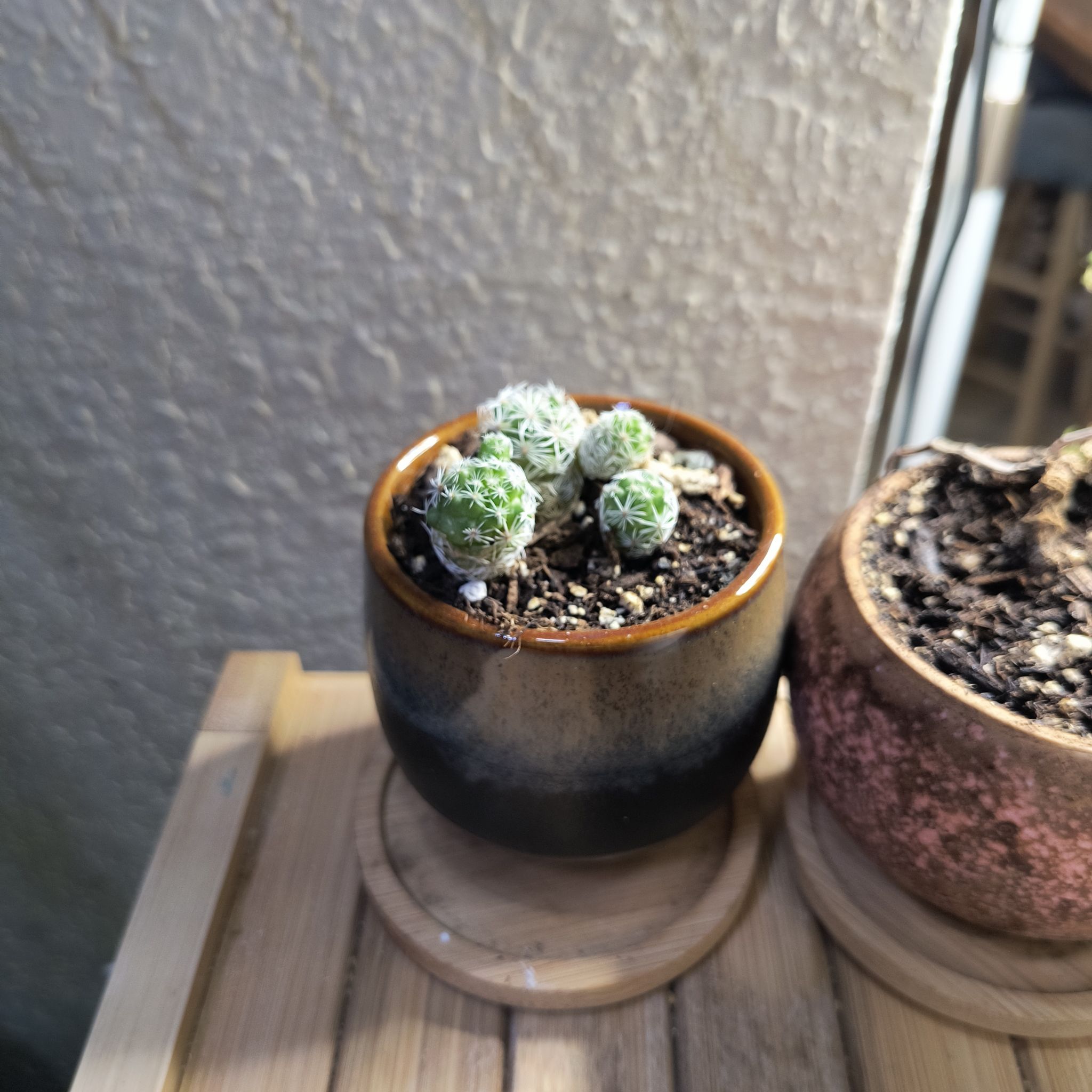 Photo of the plant species Thimble Cactus by @TranquilSquash named Girlfrond Thimble on Greg, the plant care app