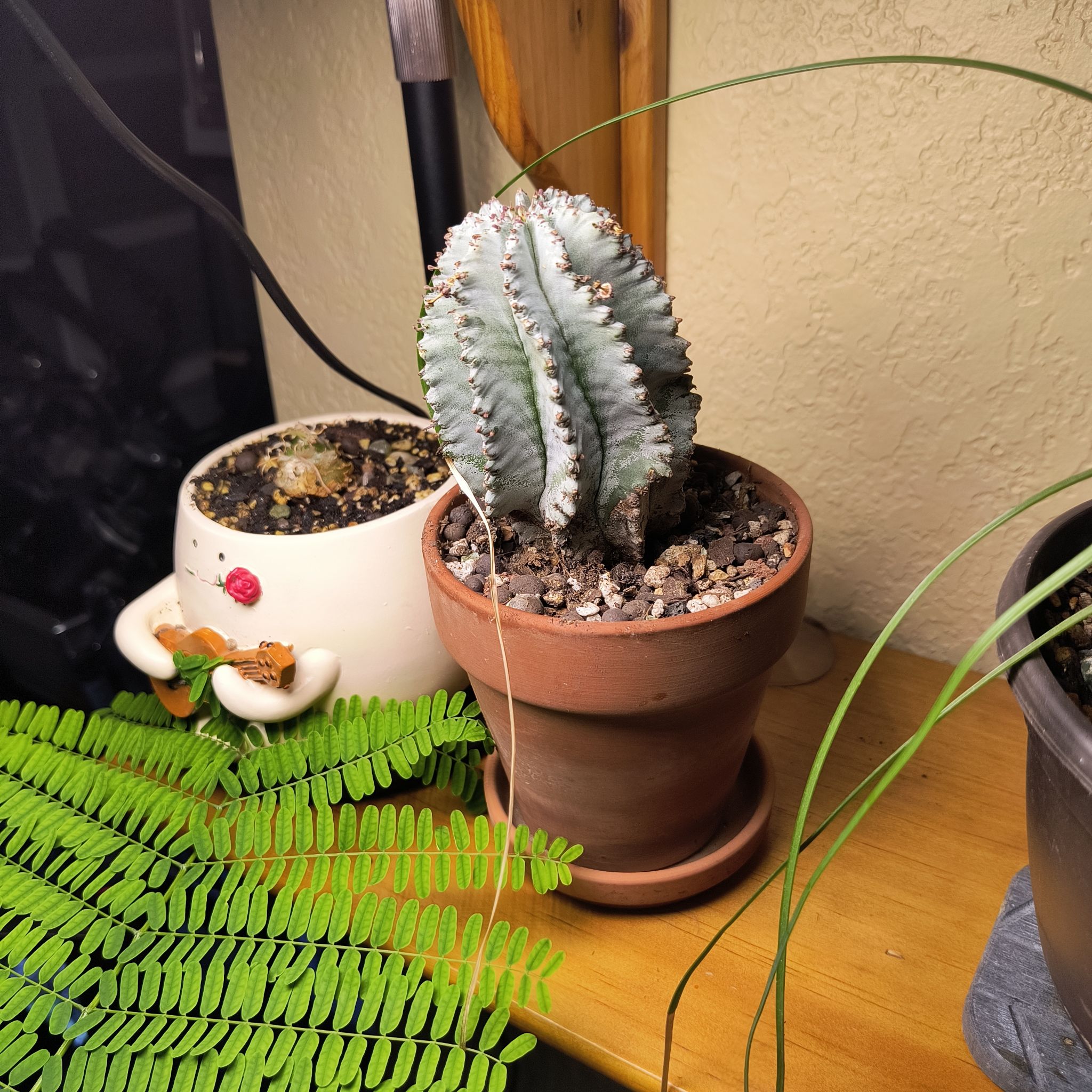Photo of the plant species Euphorbia horrida 'Ice Storm' by @TranquilSquash named Swift Euphorbia Horrida on Greg, the plant care app