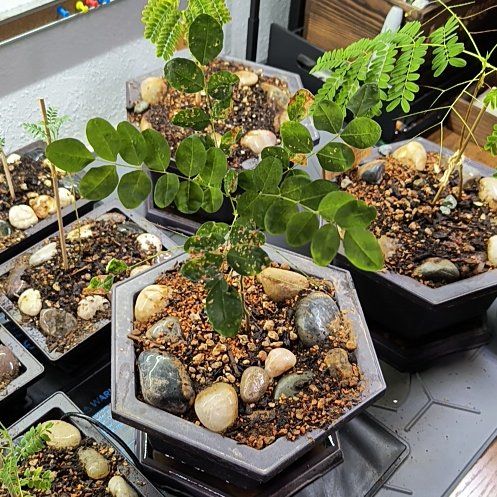 Photo of the plant species Sophora Japonica by @TranquilSquash named Pagoda Bonsai on Greg, the plant care app