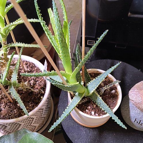 Photo of the plant species Aloe 'Purple Haze' by @TranquilSquash named Kardashian Purple Haze on Greg, the plant care app