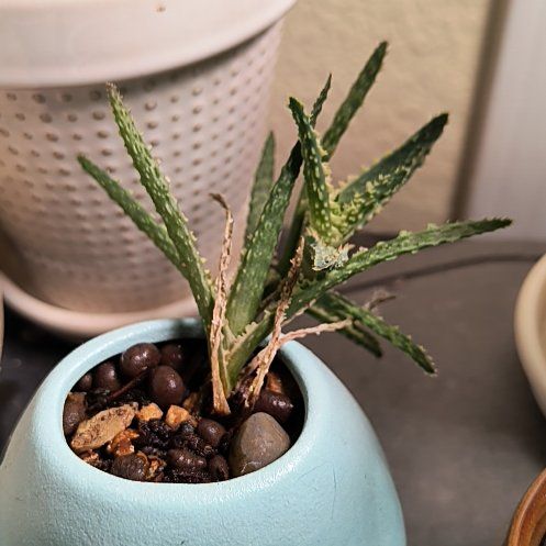 Photo of the plant species Aloe 'Purple Haze' by @TranquilSquash named Aristotle Purple Haze Cutting on Greg, the plant care app