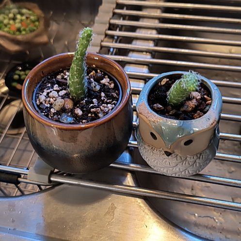 Photo of the plant species Thimble Cactus by @TranquilSquash named Kesha Thimble Twins on Greg, the plant care app