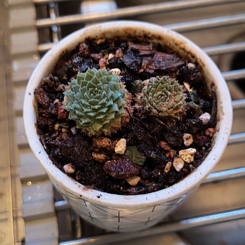 Photo of the plant species Hen and Chicks Spring Beauty by @TranquilSquash named Harry Spring Beauty on Greg, the plant care app
