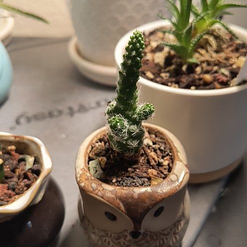 Photo of the plant species Thimble Cactus by @TranquilSquash named Mando Thimble on Greg, the plant care app