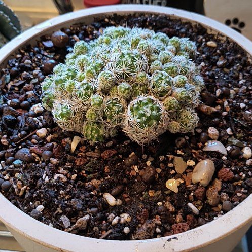 Photo of the plant species Thimble Cactus by @TranquilSquash named Sherlock Thimble on Greg, the plant care app