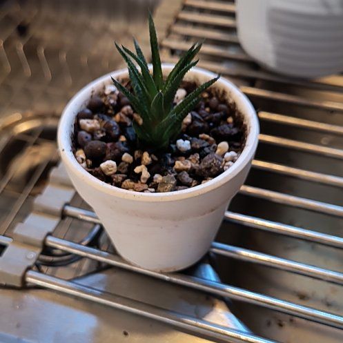 Photo of the plant species Crowded Hawthoria by @TranquilSquash named Gaga Crowded Haworthia Cutting on Greg, the plant care app