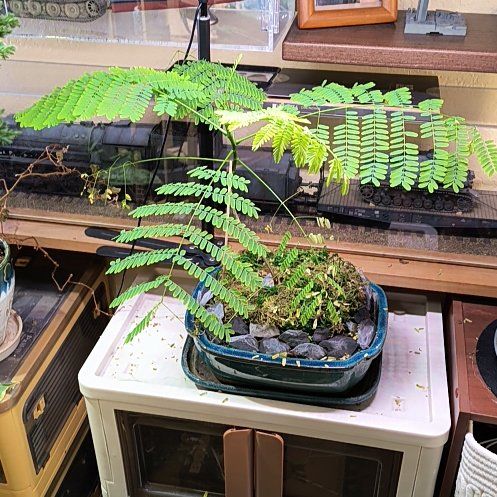 Photo of the plant species Flamboyant Tree by @TranquilSquash named Walt Delonix Regia on Greg, the plant care app