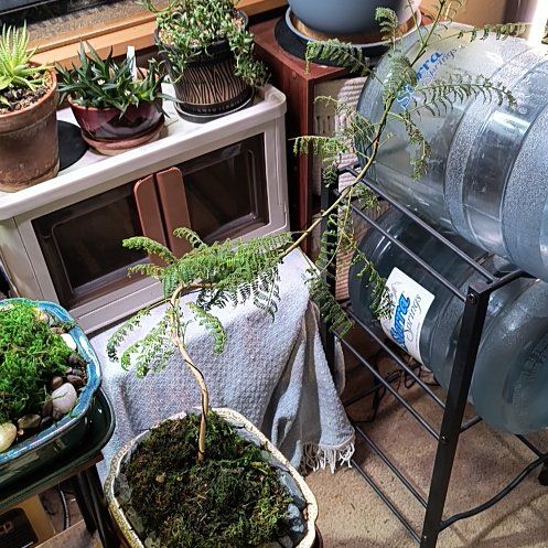 Photo of the plant species Jacaranda by @TranquilSquash named Bonsai Jacaranda Forrest on Greg, the plant care app