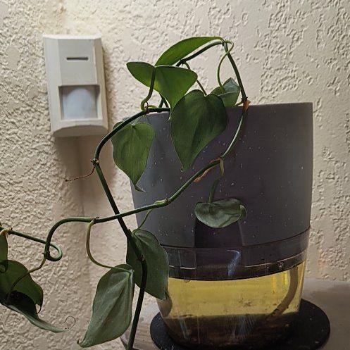 Photo of the plant species Philodendron cordatum by @TranquilSquash named Taylor Cordatum on Greg, the plant care app