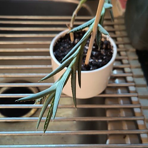 Photo of the plant species Agave lophantha by @TranquilSquash named Taylor Swift Agave Iophantha Seedling on Greg, the plant care app
