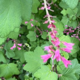 Photo of the plant species Coastal Hedgenettle by @TruthfulDill named Anne on Greg, the plant care app