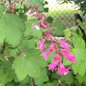 Photo of the plant species Coastal Hedgenettle by @TruthfulDill named Foxxy on Greg, the plant care app