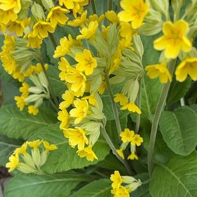 Photo of the plant species Cowslip Primrose by @TruthfulDill named Zion on Greg, the plant care app