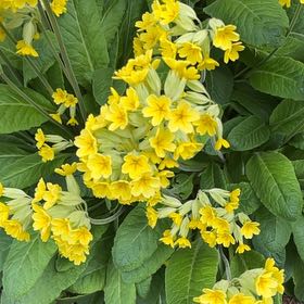Photo of the plant species Oxlip by @TruthfulDill named Treeyoncé on Greg, the plant care app