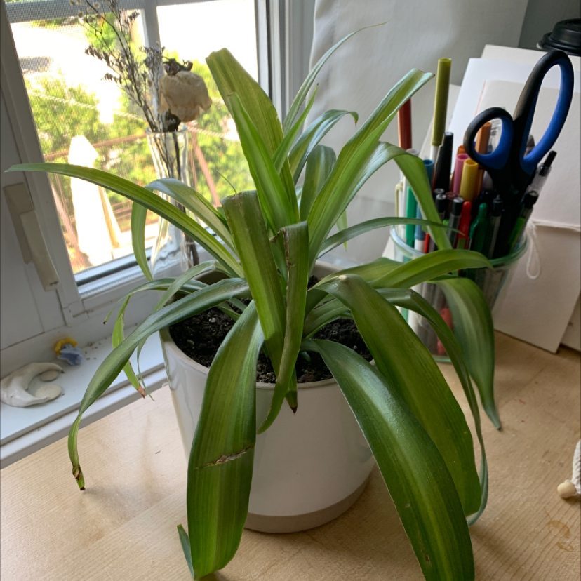 Hawaiian Spider Plant in a white pot on a desk near a window, with green leaves and no visible health issues.