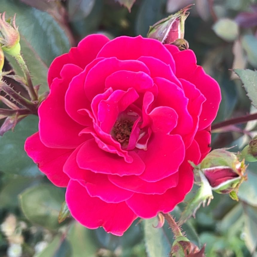A vibrant French Rose in full bloom with bright pink petals.