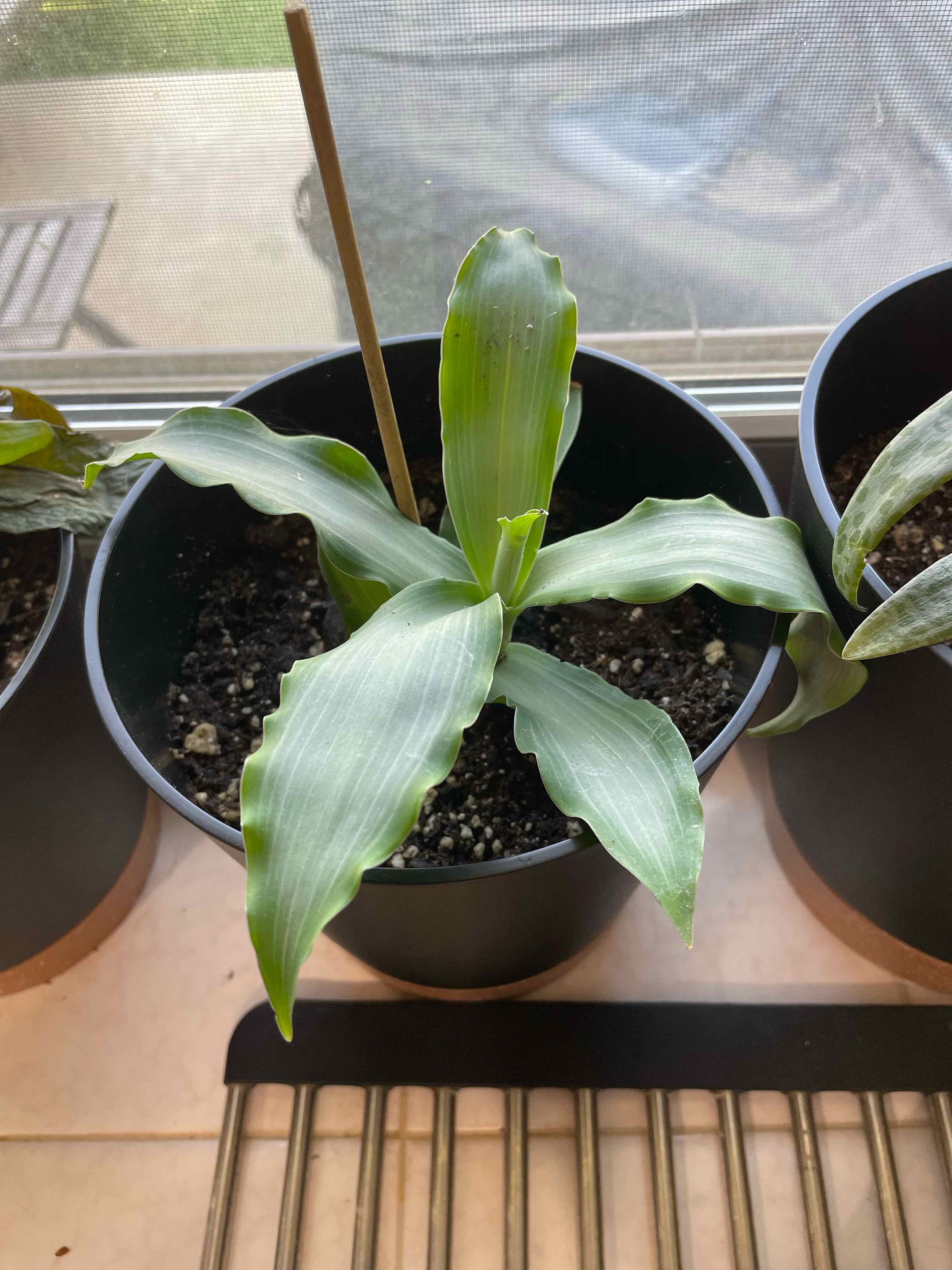 Basket Plant uploaded to the Greg plant app by @SwellCostmary