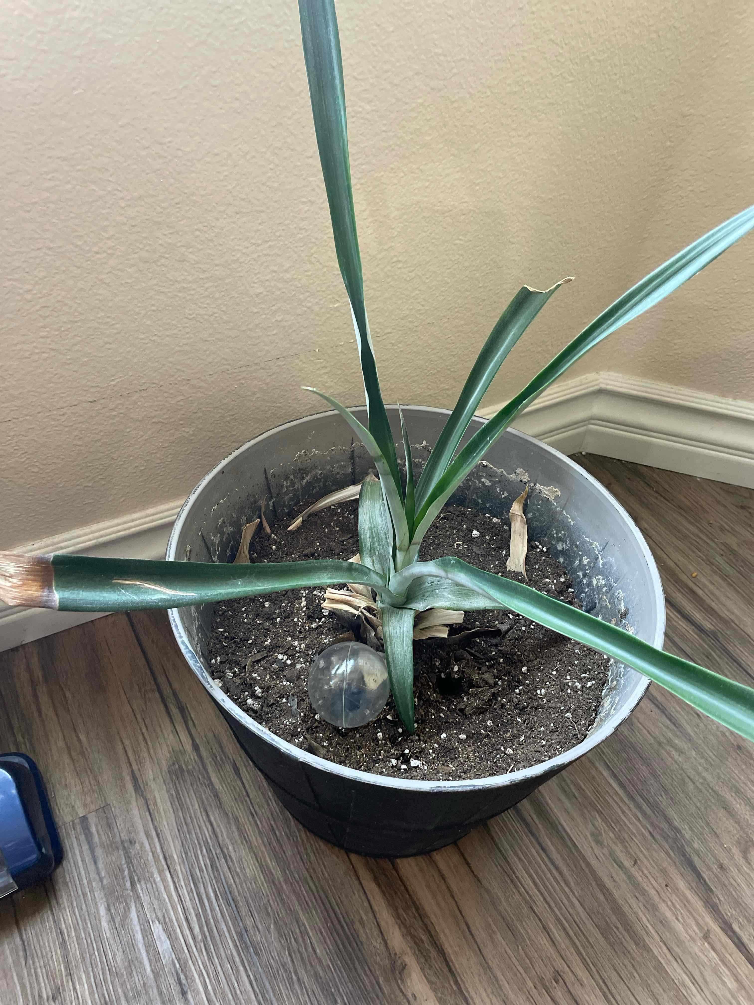 Pineapple uploaded to the Greg plant app by @SwellCostmary