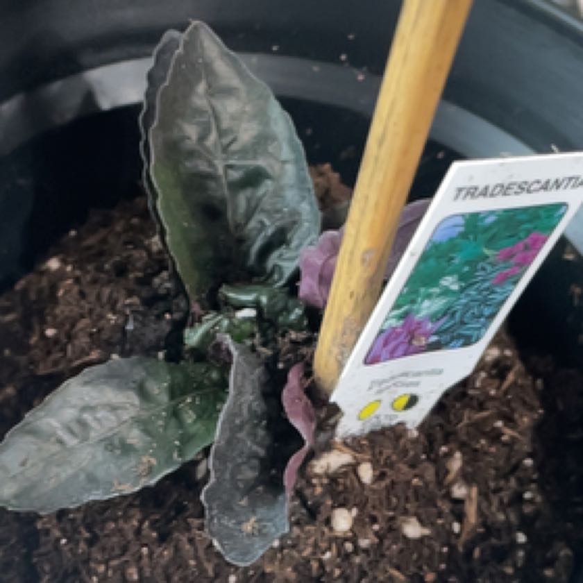 Photo of the plant species Tradescantia Zebrina by @SwellCostmary named Bella on Greg, the plant care app