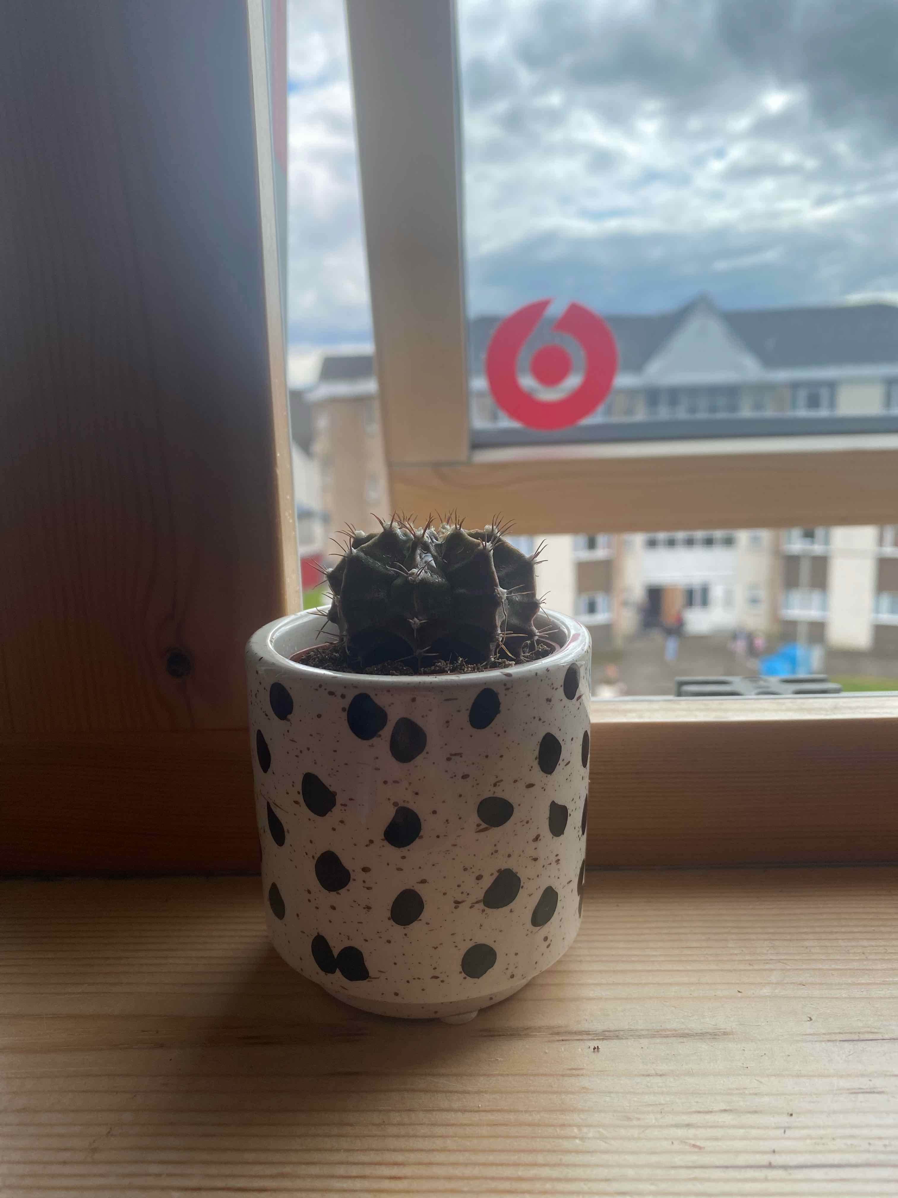 Moon Cactus in a decorative pot on a windowsill with a view of buildings and a cloudy sky.
