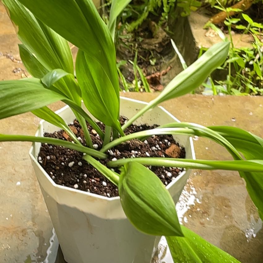Photo of the plant species Peruvian Lily by @Elvawenn named Sonora on Greg, the plant care app