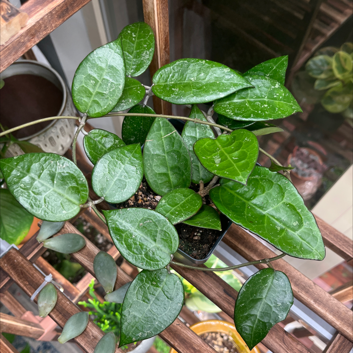 Hoya parasitica 'Black Margin' plant with healthy green leaves in a pot.