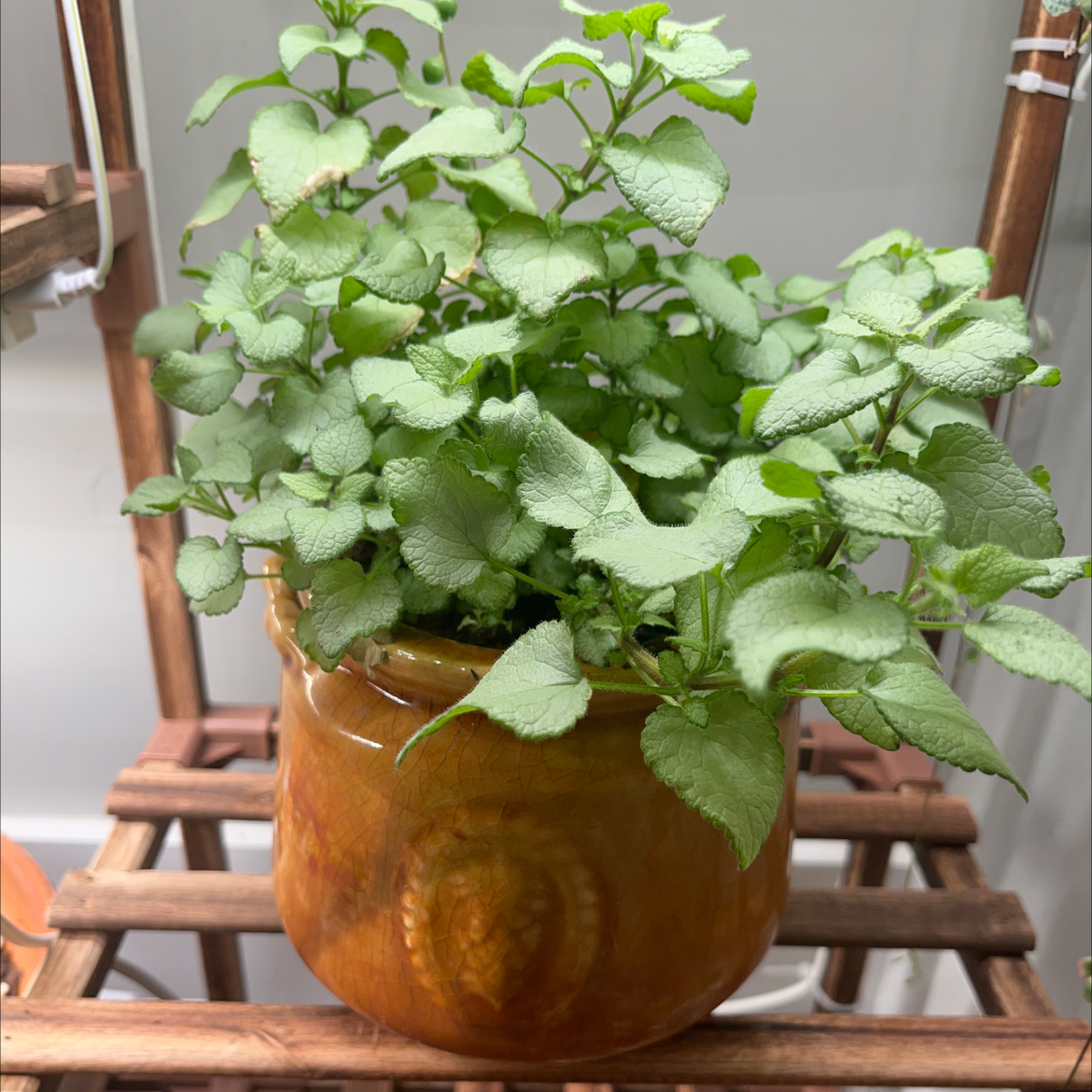 Healthy Spotted Deadnettle plant in a brown pot on a wooden stand.