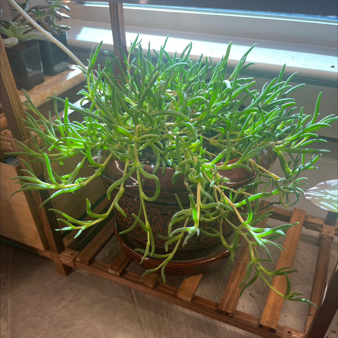 Potted Iceplant with long, slender, green leaves, well-framed and centered.