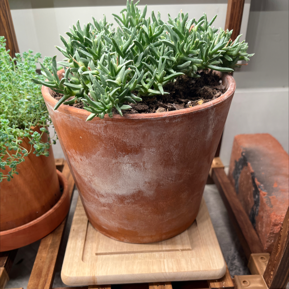 Photo of the plant species Three O'Clock by @NewGageanator named Eden on Greg, the plant care app