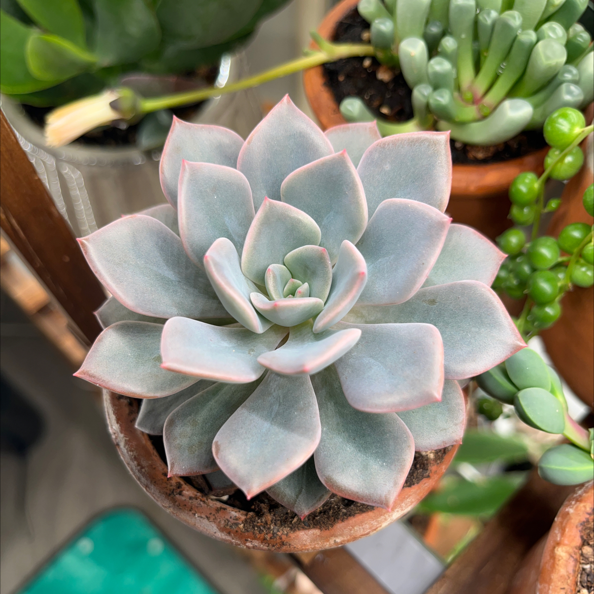 Photo of the plant species Mexican Hens & Chicks by @NewGageanator named Melina on Greg, the plant care app