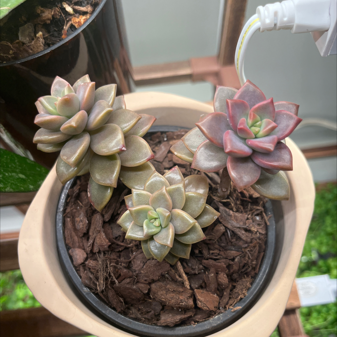 Photo of the plant species Graptopetalumalpenglow by @NewGageanator named Gemma on Greg, the plant care app