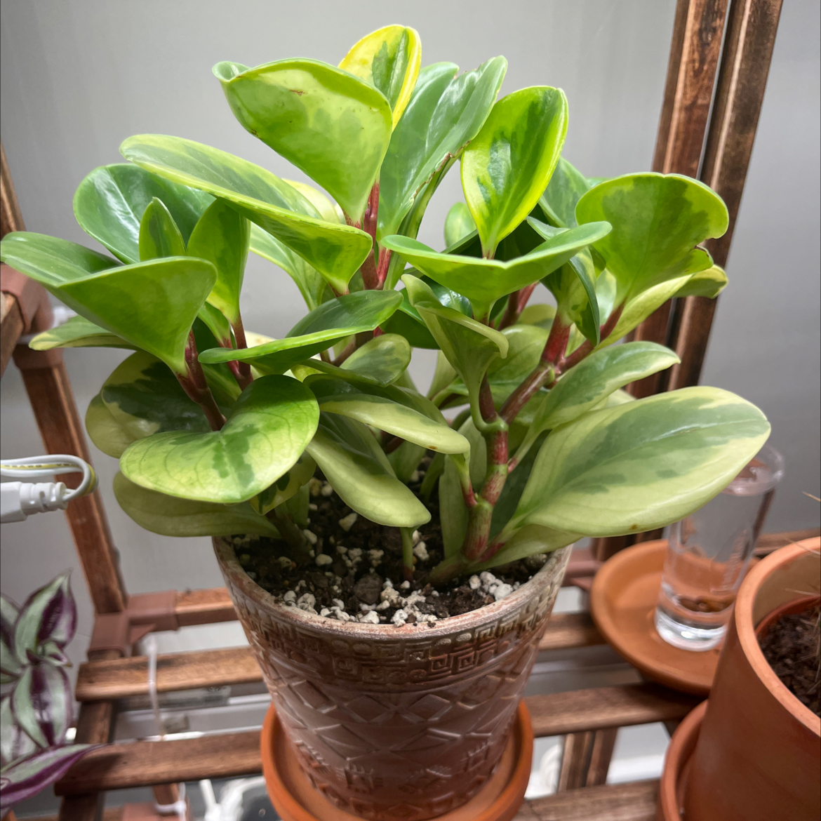 Variegated Baby Rubber Plant in a decorative pot with visible soil and healthy green leaves.
