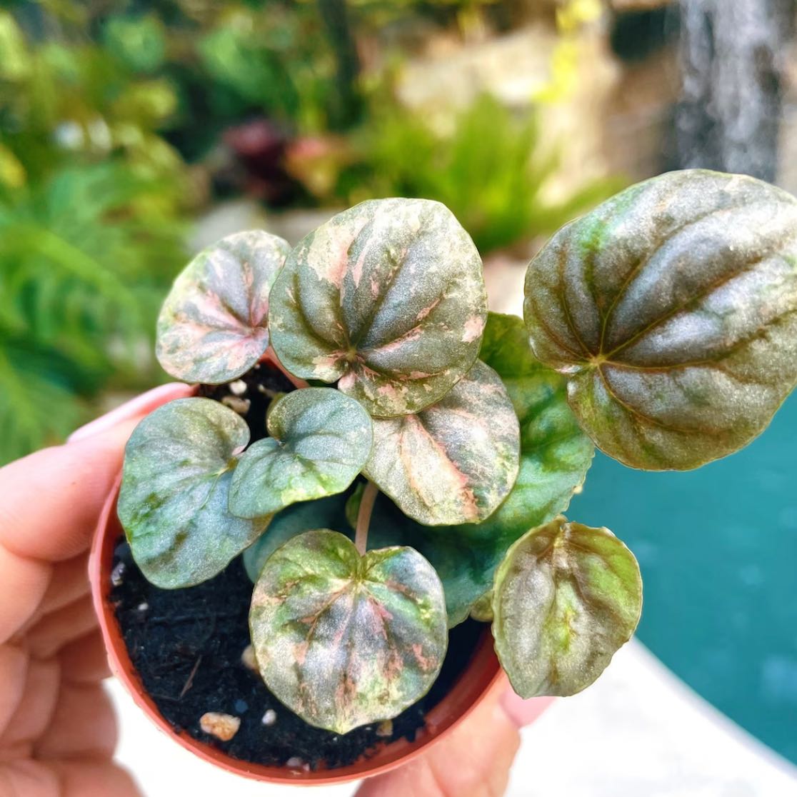 Peperomia Pink Lady plant with variegated leaves held by a hand.