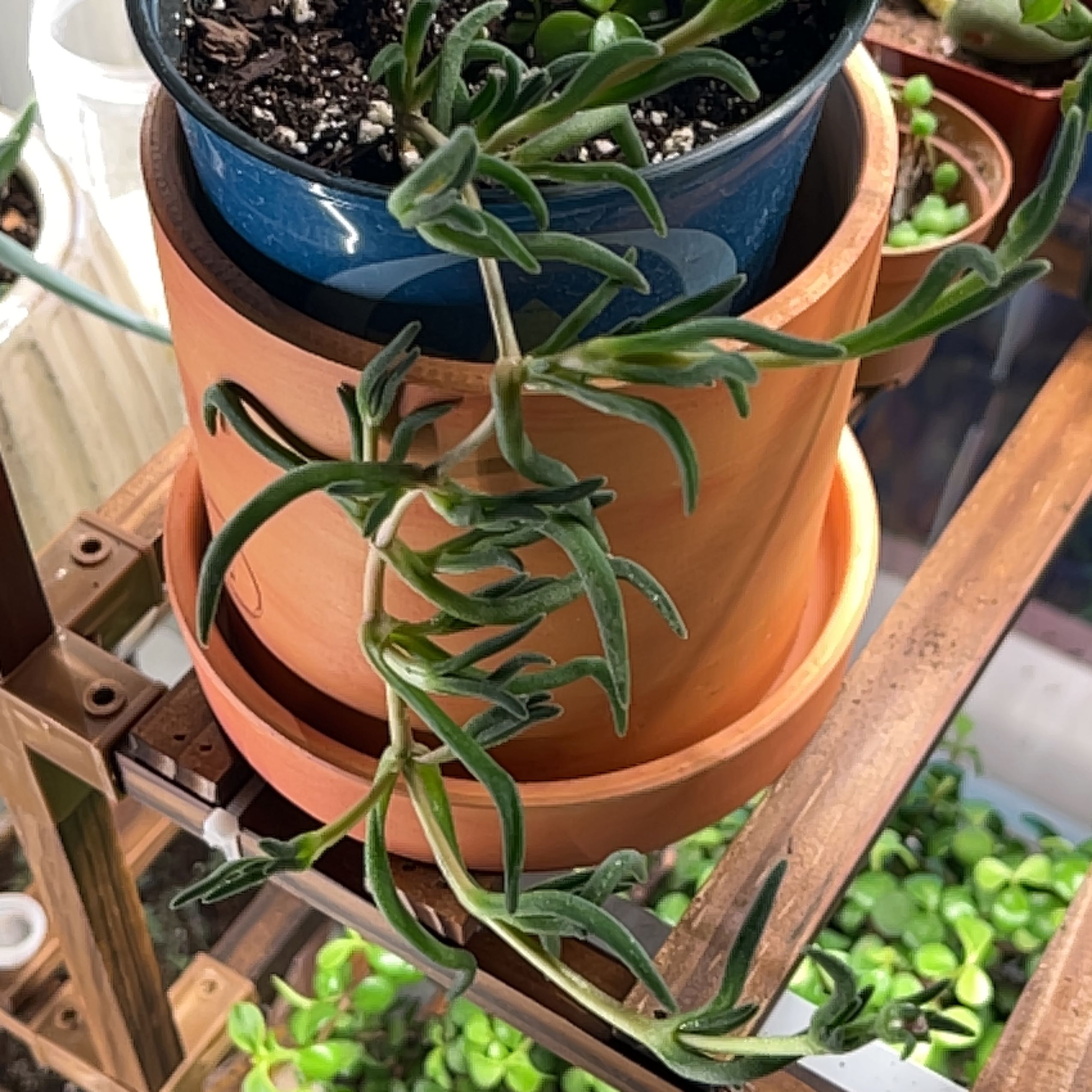Potted Iceplant with elongated, succulent leaves. Soil is visible.