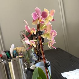 Photo of the plant species Sawfly Orchid by @MellowAllspice named Luna on Greg, the plant care app